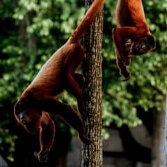 Bolivian Red Howler Bolivian Red Howler