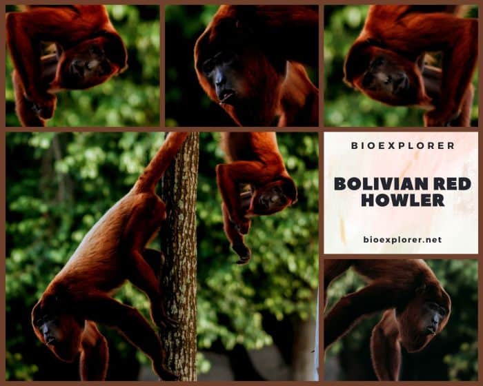 Bolivian Red Howler