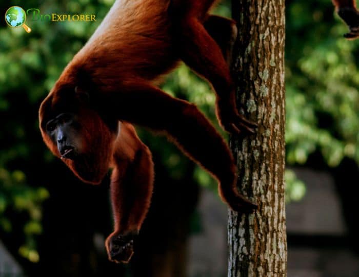 Bolivian Red Howler Bolivian Red Howler