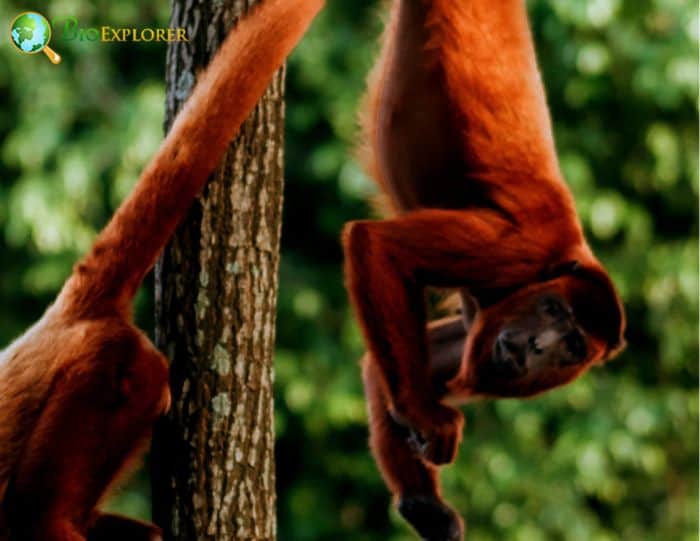 Bolivian Red Howlers Bolivian Red Howlers