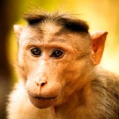 Bonnet Macaque Bonnet Macaque