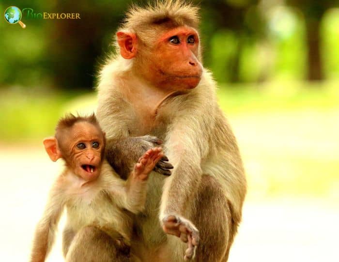 Bonnet Macaque Bonnet Macaque