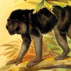 Booted Macaque Booted Macaque