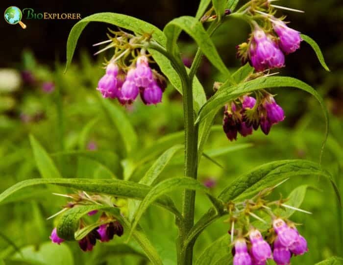 Boraginales Flowers and Reproduction Boraginales Flowers and Reproduction