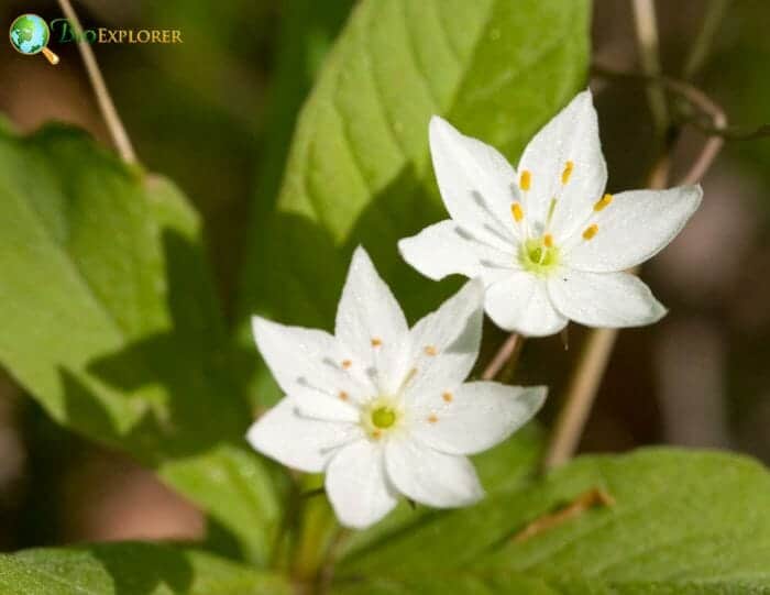 Borealis Flowers