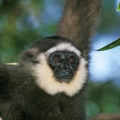Borneo gibbon Borneo gibbon