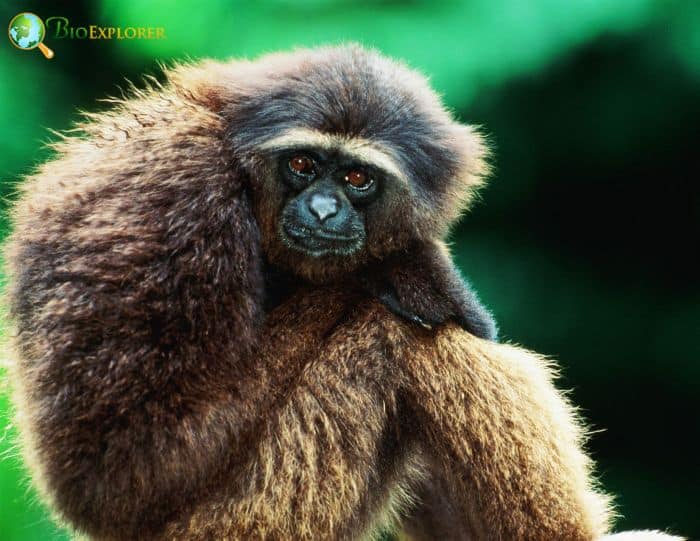 Bornean Gibbon Bornean Gibbon