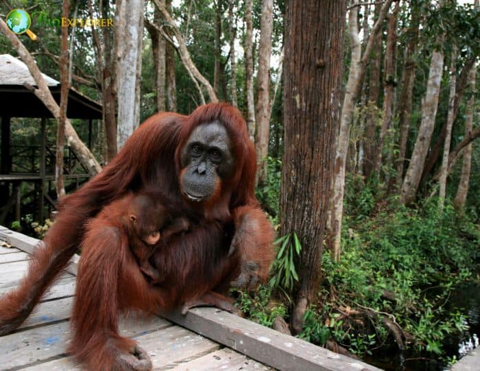 Bornean Orangutan 