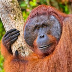 Bornean Orangutan Bornean Orangutan