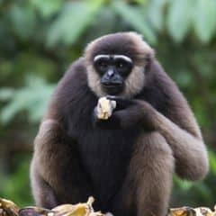Bornean White-bearded Gibbon Bornean White-bearded Gibbon