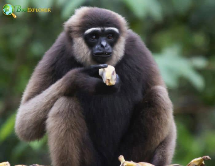 Bornean White Bearded Gibbon