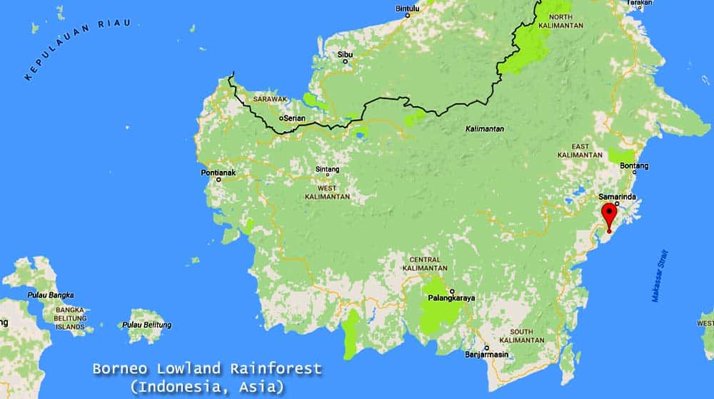 Borneo Lowland Rainforest (Asia) Borneo Lowland Rainforest (Asia)