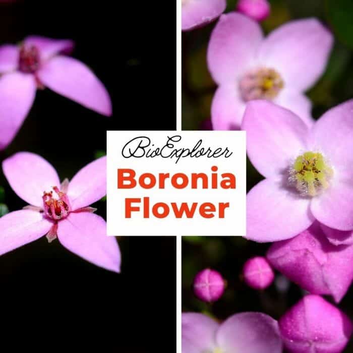 Boronia