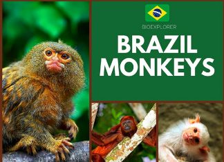 Brazil Monkeys