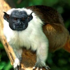 Brazilian bare-faced tamarin