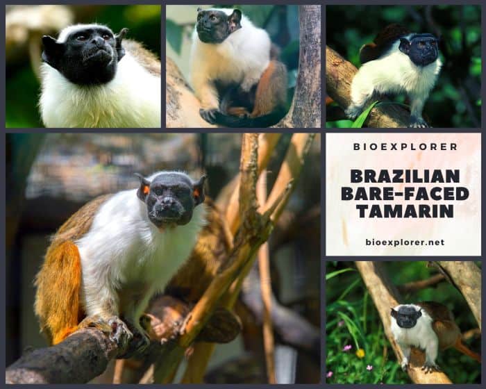 Brazilian Bare Faced Tamarin