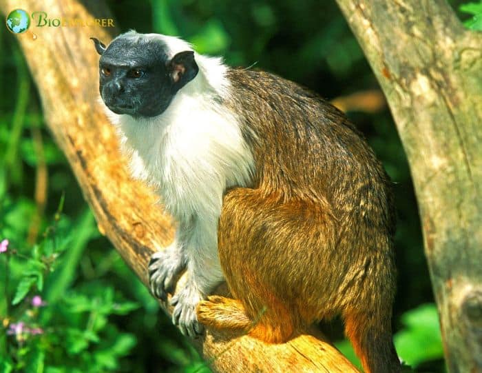 Brazilian Bare Faced Tamarin