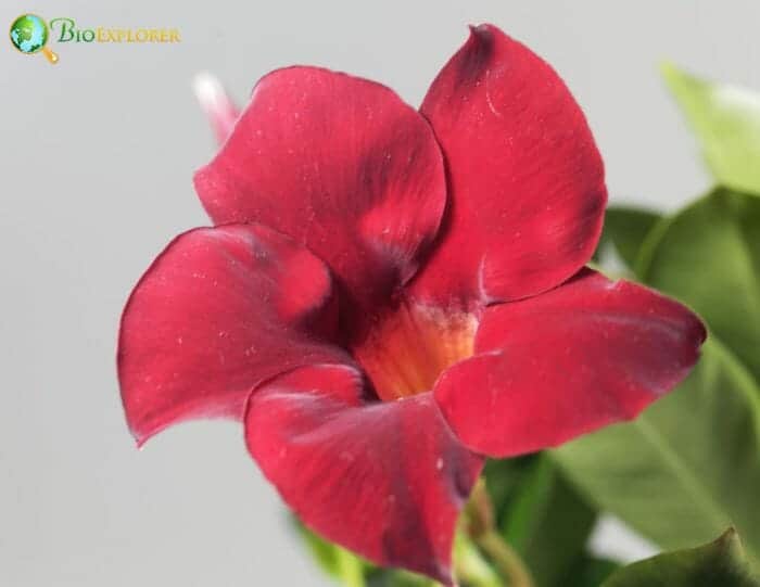 Brazilian Jasmine Flower Brazilian Jasmine Flower
