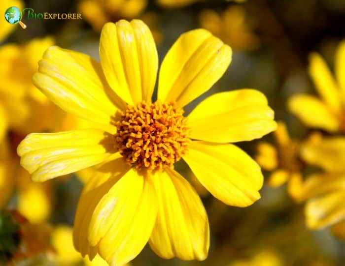 Brittlebush Brittlebush