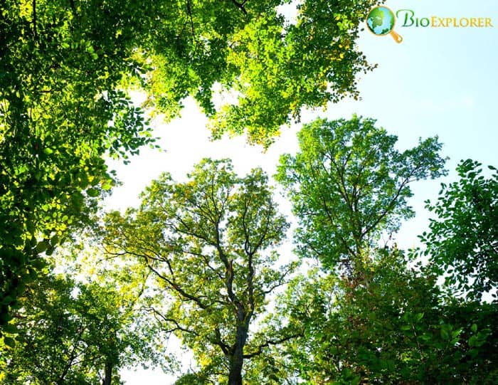 Deciduous Broadleaf Trees Deciduous Broadleaf Trees
