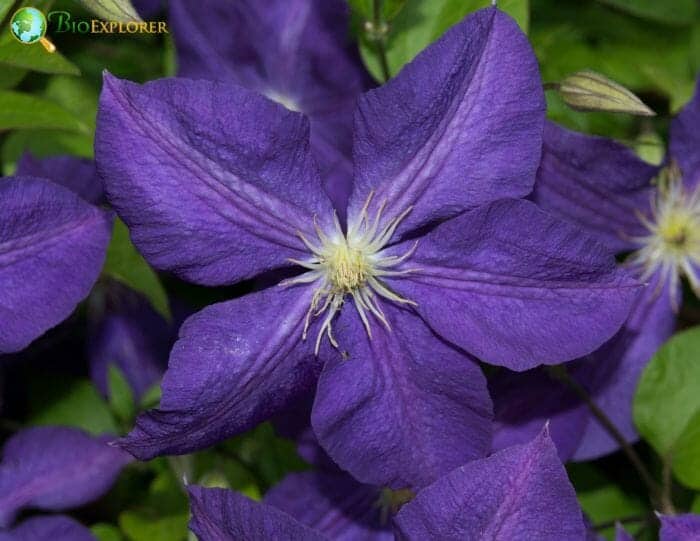 Browallia Flowers