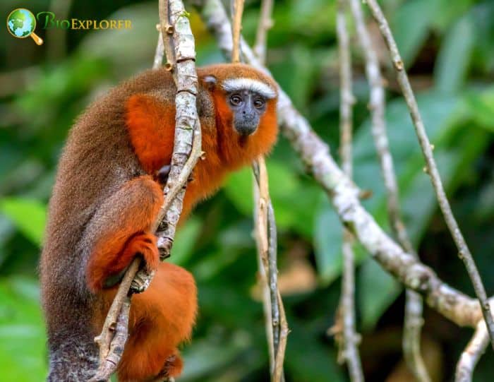Brown Titi Brown Titi