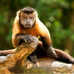Brown Capuchin Brown Capuchin