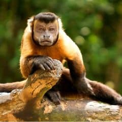 Brown Capuchin