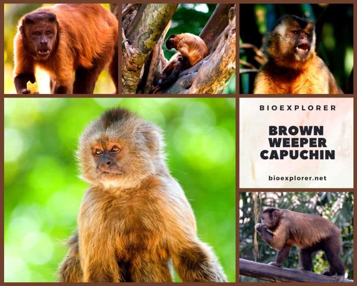 Brown Weeper Capuchin