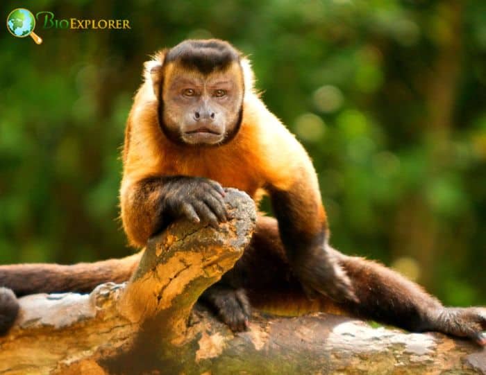 Brown Weeper Capuchin