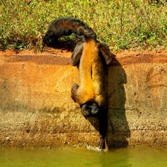 Brown-backed Bearded Saki Brown-backed Bearded Saki