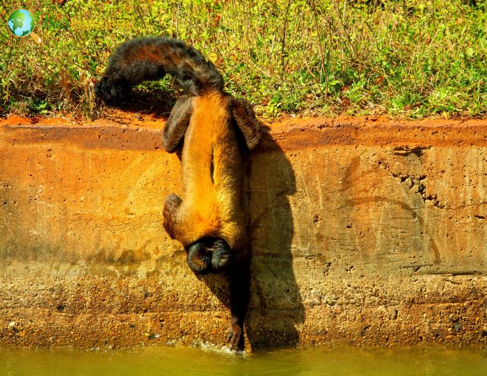 Brown-backed Bearded Saki Brown-backed Bearded Saki