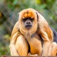 Brown Howler Brown Howler