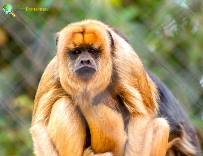 Brown Howler Monkey Brown Howler Monkey