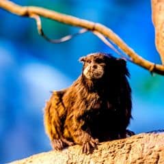 Brown-mantled Tamarin Brown-mantled Tamarin