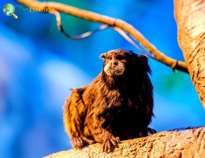 Brown Mantled Tamarin Brown Mantled Tamarin