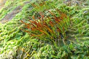 Hornworts Hornworts