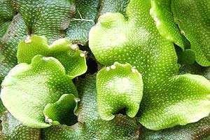 Liverworts Liverworts