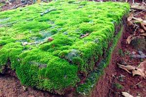 Mosses Mosses