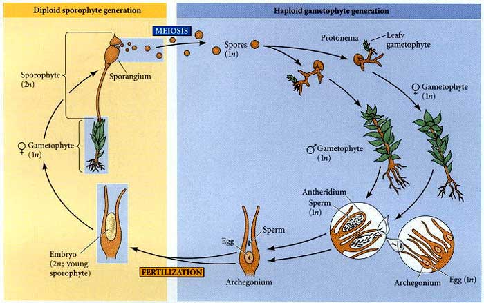 Bryophytes life cycle