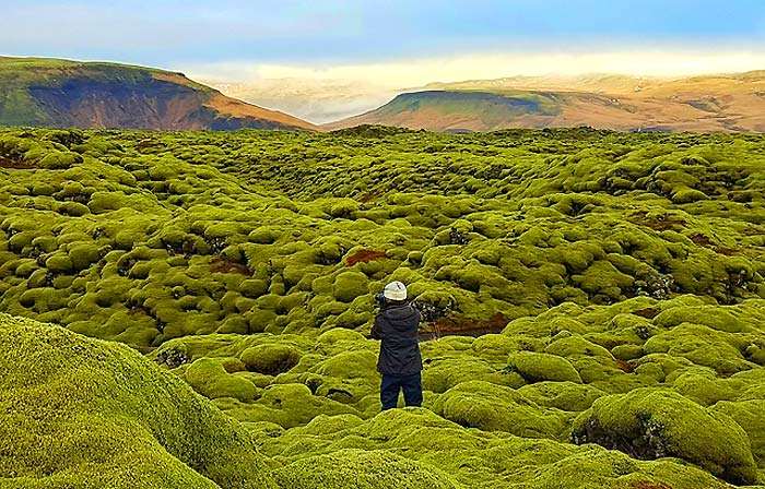Bryophytes - Moss plants in Iceland Bryophytes - Moss plants in Iceland