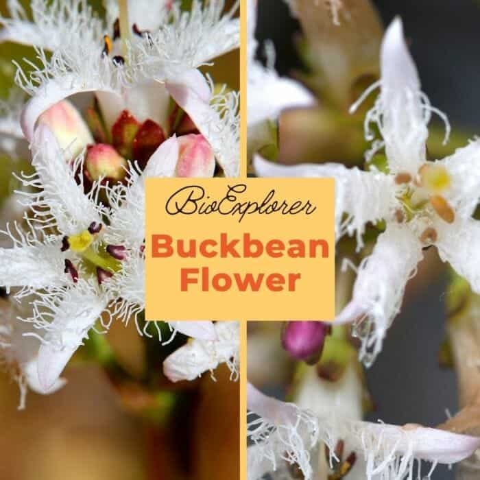 Buckbean