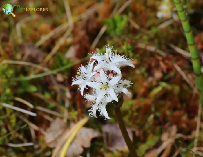 Buckbean Flowers