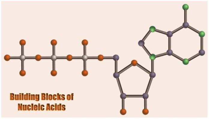 Building Blocks Of Nucleic Acids Diagram Building Blocks Of Nucleic Acids Diagram