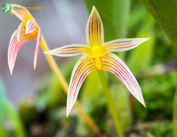 Bulbophyllum