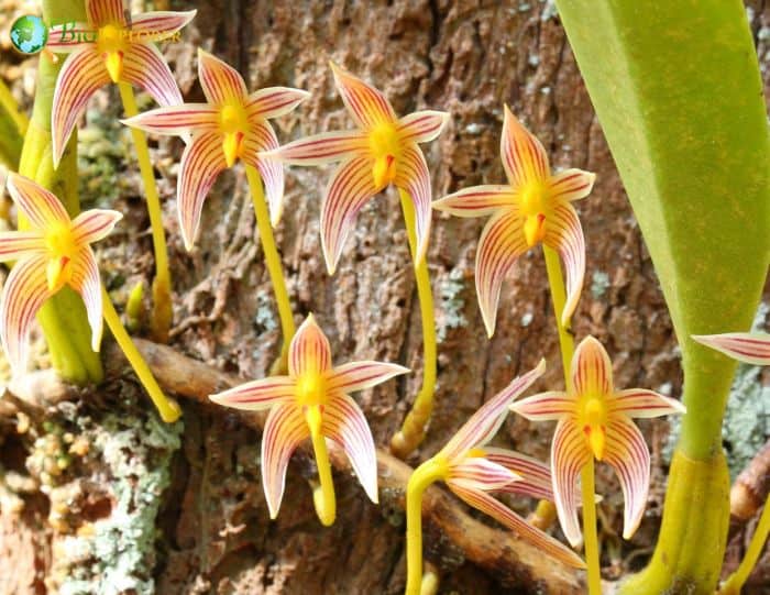 Bulbophyllum Flowers