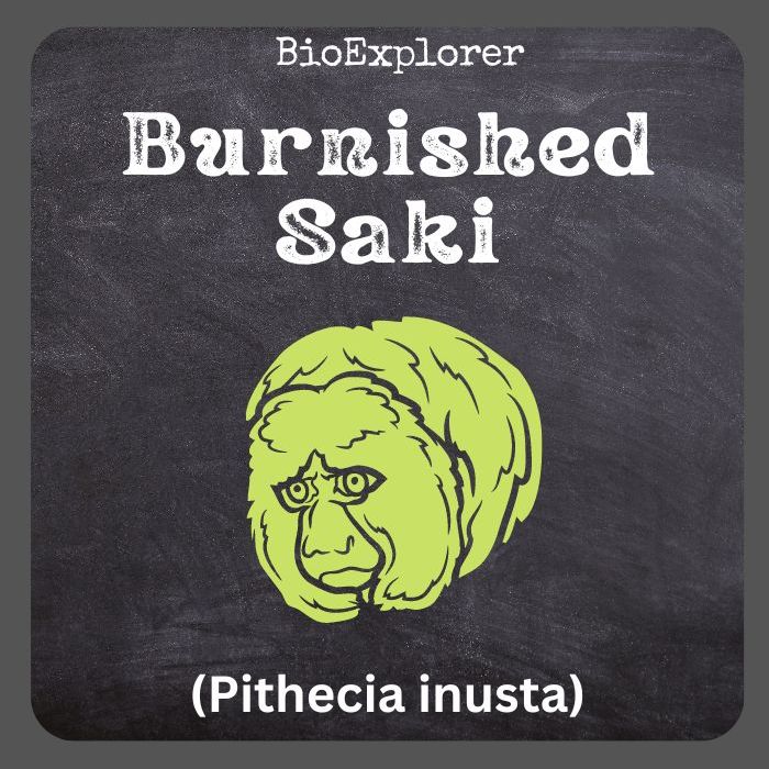 Burnished Saki