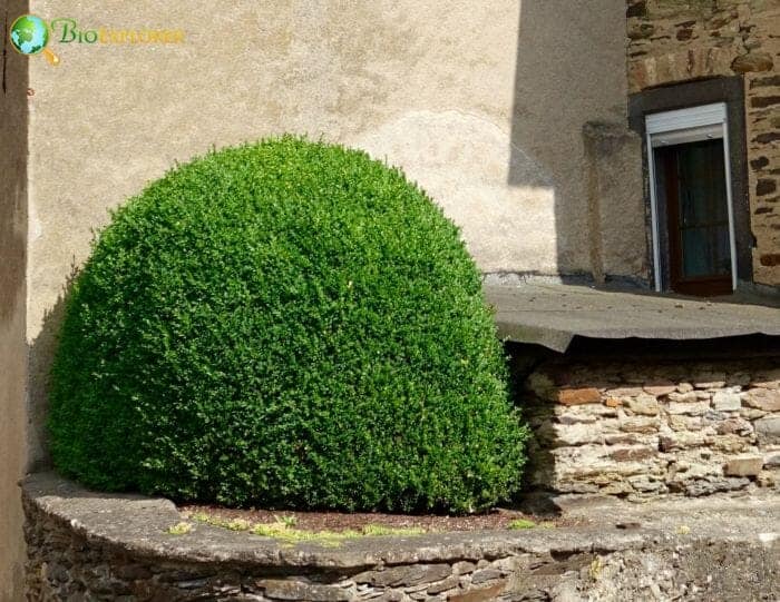 Buxales Example Species Buxales Example Species
