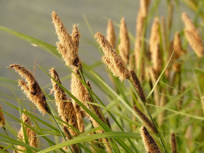 C Bebbii Flowers