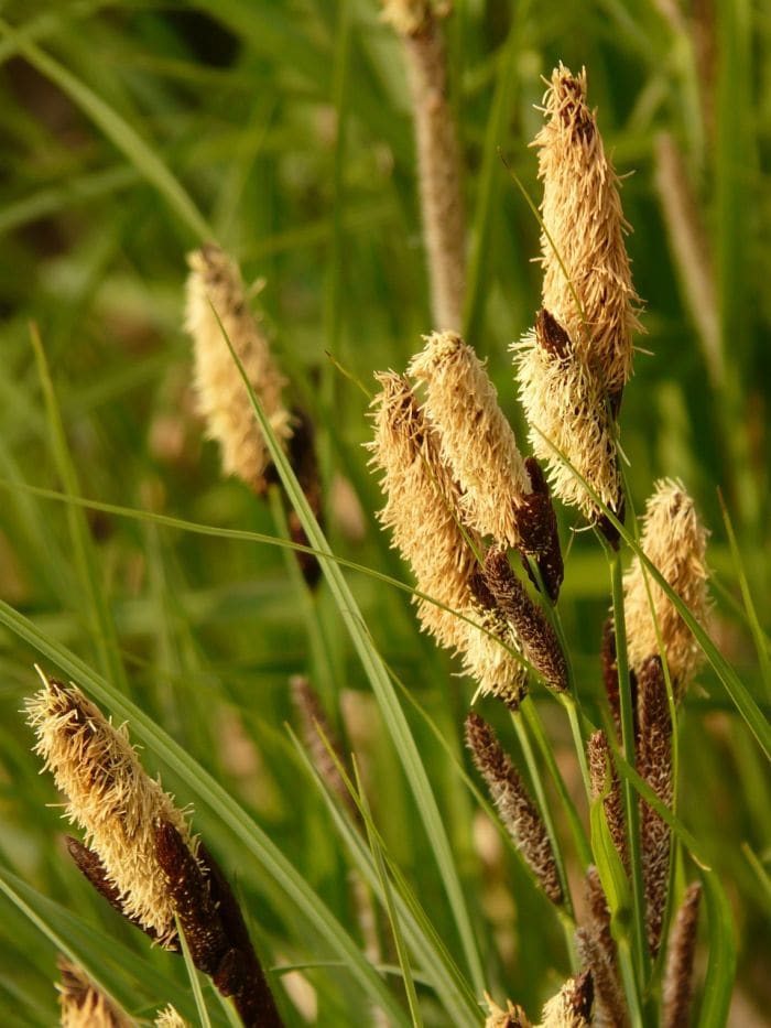 C Viridula Flowers